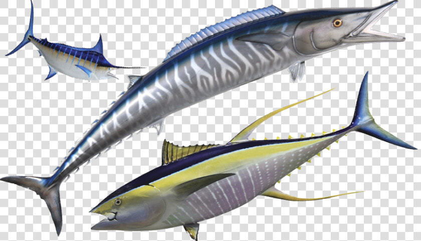 John  amp  Ken Rodwell Big Game  amp  Deep Sea Fishing  Mtwapa    Deep Sea Fishing Kenya  HD Png DownloadTransparent PNG