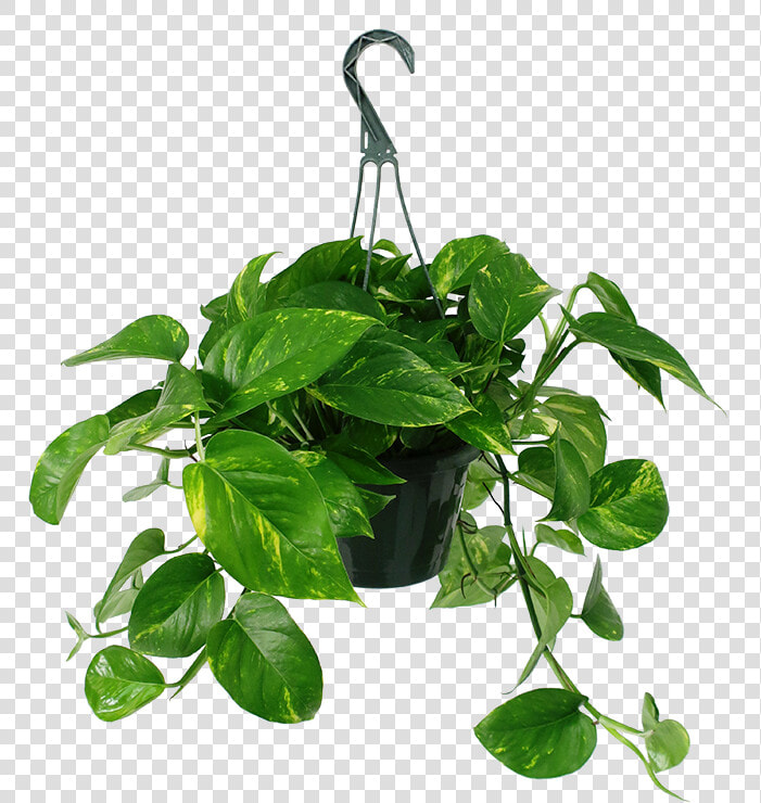 Golden Pothos Hanging Basket Hanging Pothos Transparent   Transparent Background Hanging Plants Png  Png DownloadTransparent PNG