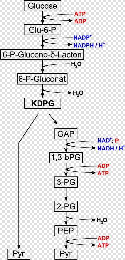 Entner Doudoroff Pathway  HD Png DownloadTransparent PNG