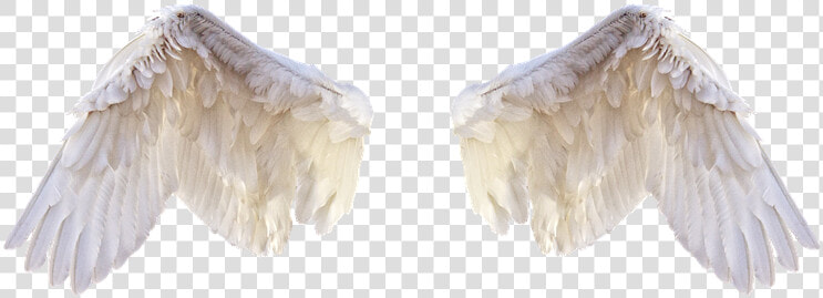 White Wings  Wings  Bird  Feathers  Freedom  Fly  Png   Feathers For Editing  Transparent PngTransparent PNG