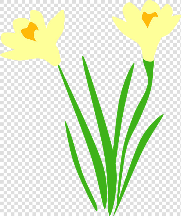 Daffodil  Daffodils  Flora  Flower  Flowers   Daffodil Vector Free  HD Png DownloadTransparent PNG