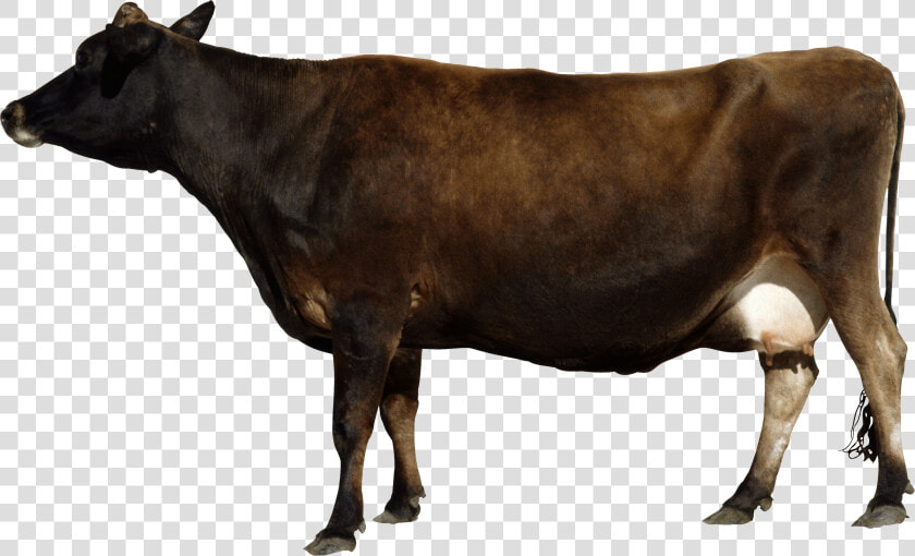 Download This High Resolution Cow Icon Clipart   Cow Png Side View  Transparent PngTransparent PNG