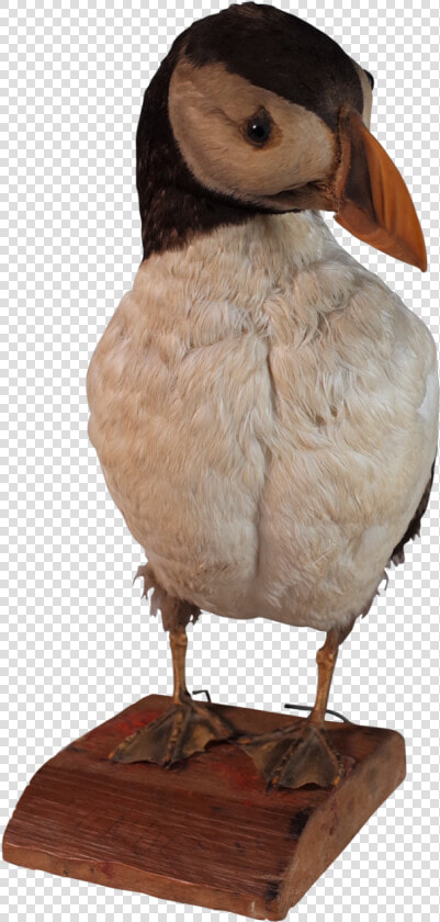 Taxidermy Puffin   Puffin  HD Png DownloadTransparent PNG