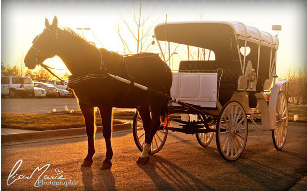 Horse Drawn Carriages   Horse And Buggy  HD Png DownloadTransparent PNG