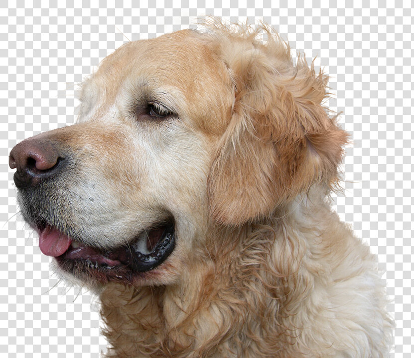 Golden Retriever  Dog  Isolated  Pet  Animal   Dog Png Golden Retriever  Transparent PngTransparent PNG