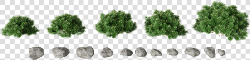 Mexican Pinyon  HD Png DownloadTransparent PNG