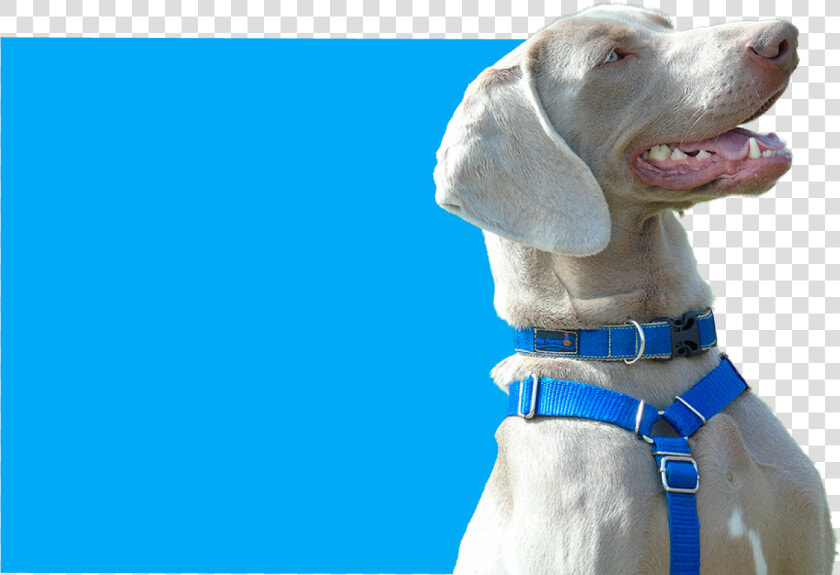 Dog Yawns  HD Png DownloadTransparent PNG