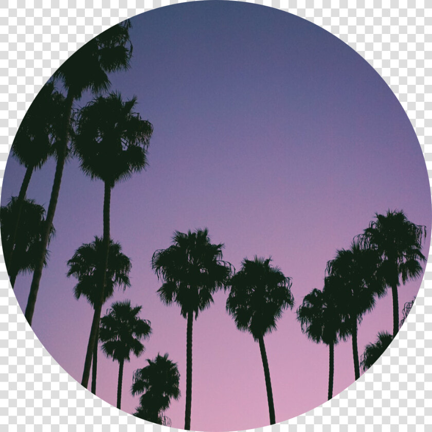 Transparent Tropical Background Png   Cute Aesthetic Backgrounds Palm Trees  Png DownloadTransparent PNG