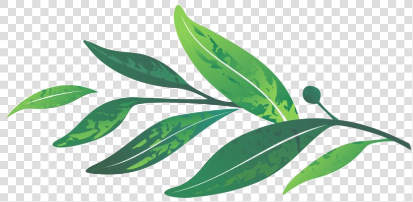 Leaves Png Transparent Image   Transparent Background Laurel Leaves Png  Png DownloadTransparent PNG