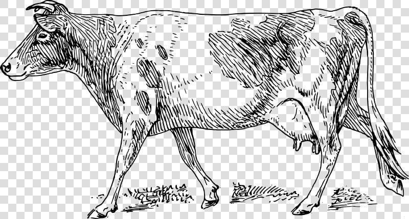 Free Vector Guernsey Cow   Guernsey Cow Drawing  HD Png DownloadTransparent PNG