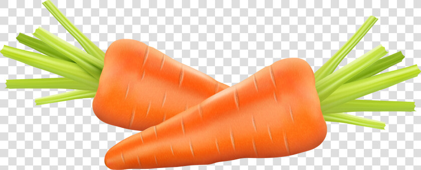 Carrot Photography Euclidean Vector Clip Art   Carrot Illustration  HD Png DownloadTransparent PNG