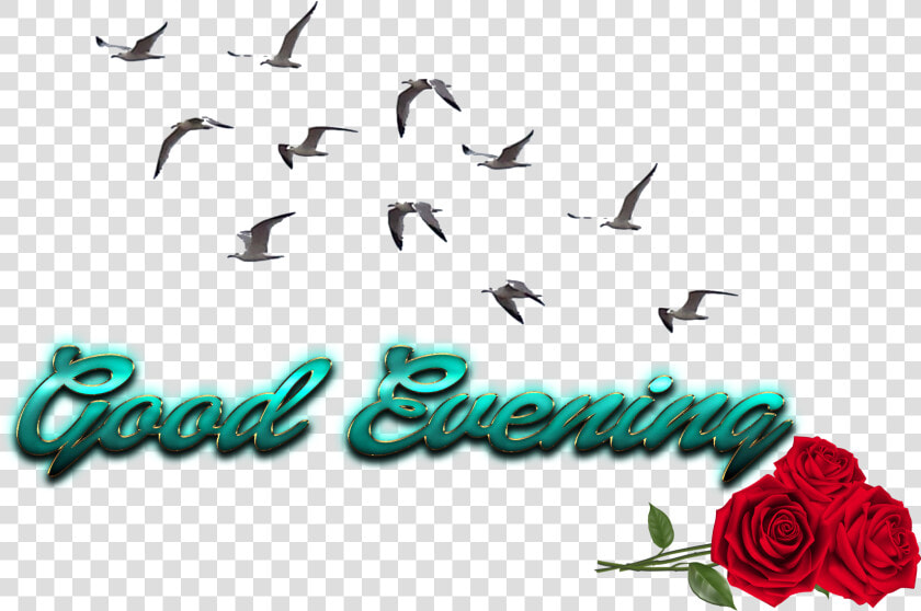 Free Png Download Cb Birds Picsart Png Images Background   Picsart Png Image Cb Background  Transparent PngTransparent PNG