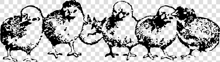 Baby Chickens Clipart Black  amp  White  HD Png DownloadTransparent PNG