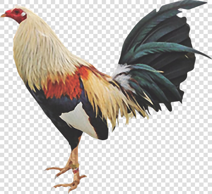 Thumb Image   Gallo De Pelea En Png  Transparent PngTransparent PNG