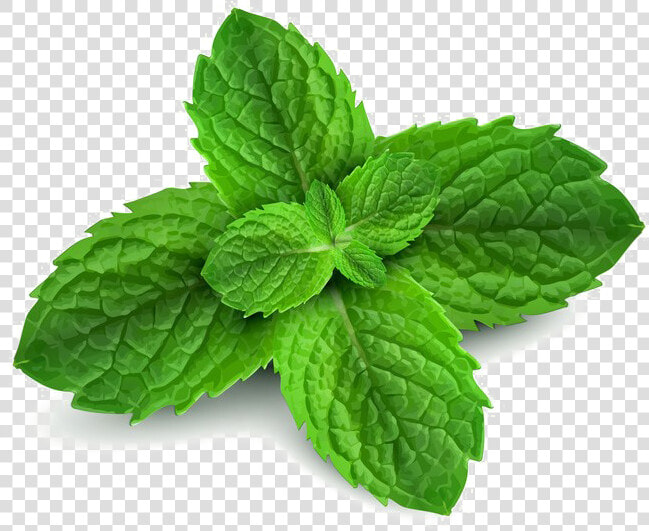 Peppermint Png Free Download   Peppermint Png  Transparent PngTransparent PNG