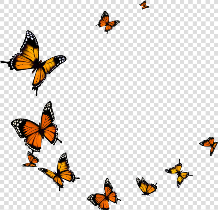 Butterfly Fly Png Download   Flying Butterfly Transparent Background  Png DownloadTransparent PNG