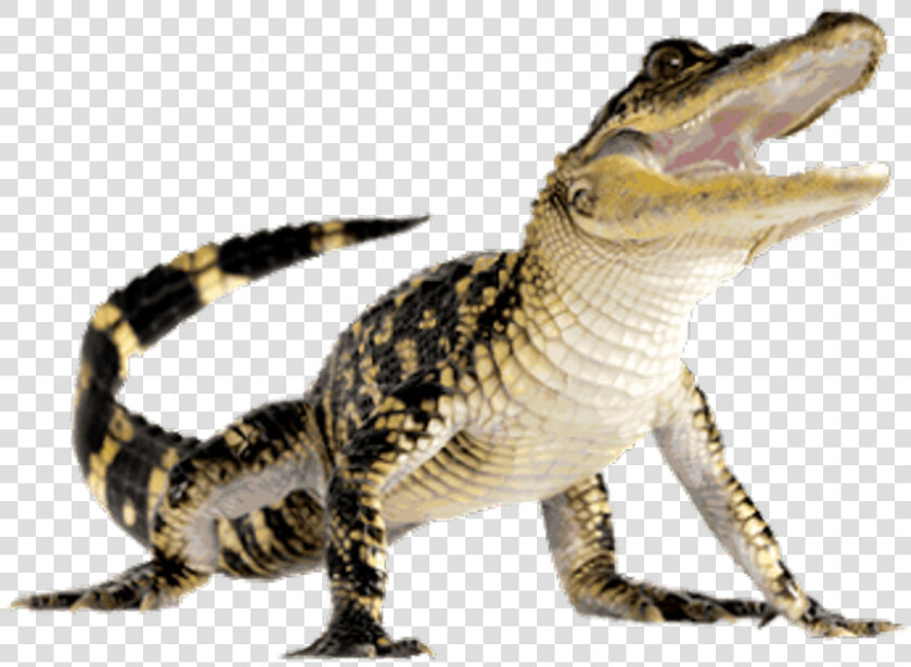 Crocodiles American Alligator Computer Icons   Alligator Png  Transparent PngTransparent PNG