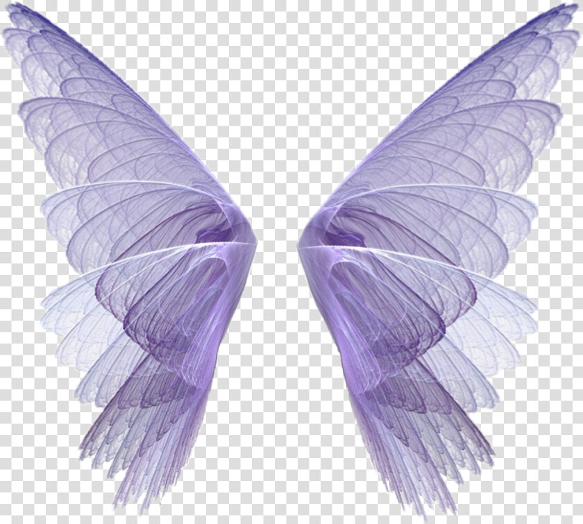  wingsart  wings  scwings  fairytale  fantasy  fairy   Fairy Wings Png Transparent  Png DownloadTransparent PNG