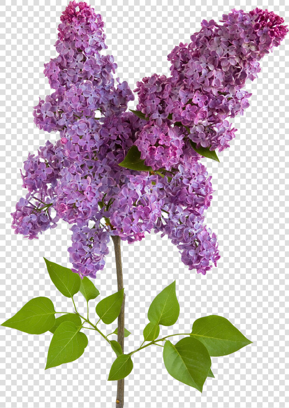 Lilac Png   Lilac Watercolor Wisteria Clipart  Transparent PngTransparent PNG