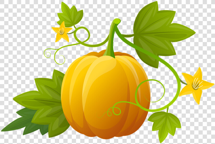 Pumpkin  Illustration  Plants  Vegetable  Leaves   Hoja De Calabaza Png  Transparent PngTransparent PNG