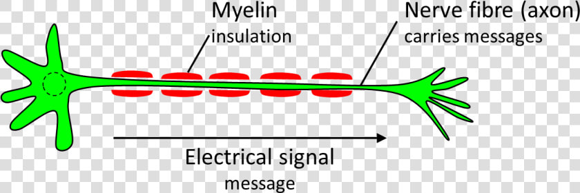 Nerve Cell Diagram   Myelin Png  Transparent PngTransparent PNG