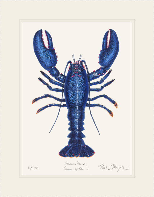 Blue Lobster Png   Lobster Blue  Transparent PngTransparent PNG