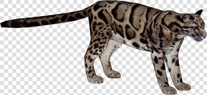 Kitty Leopard  Backgrounds Img  Rating Wallpaper  HD Png DownloadTransparent PNG