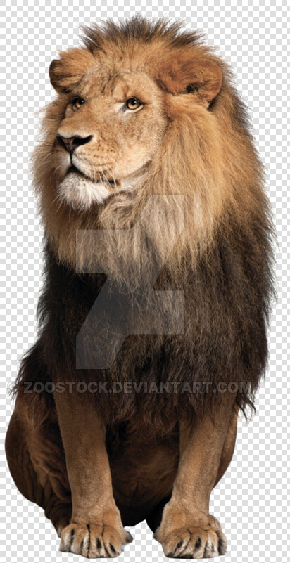 Sitting Lion Png Free Download   Lion Sitting Down Front View  Transparent PngTransparent PNG
