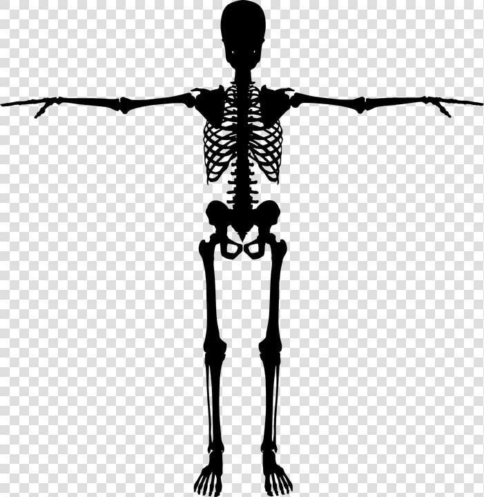 Bones  Dead  Figure  Halloween  Human  People  Person   Silhouette Skeleton Png  Transparent PngTransparent PNG
