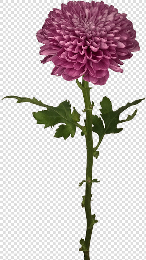 Transparent Lorax Trees Png   Dusty Pink Disbud  Png DownloadTransparent PNG