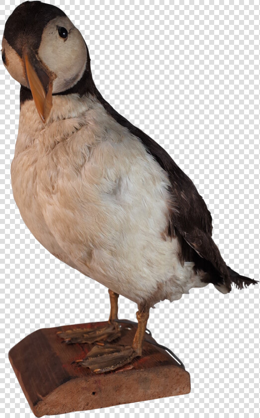 Taxidermy Puffin   Parrot   Atlantic Puffin  HD Png DownloadTransparent PNG