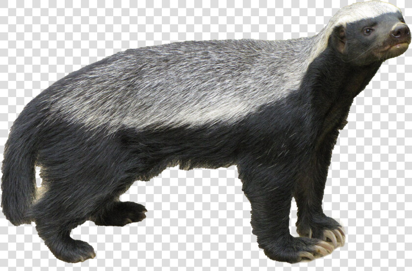 Honey Badger Png Free Download   Honey Badgers In Spanish  Transparent PngTransparent PNG