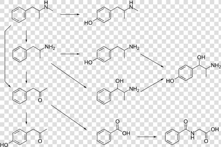 Graphic Of Several Routes Of Methamphetamine Metabolism  HD Png DownloadTransparent PNG