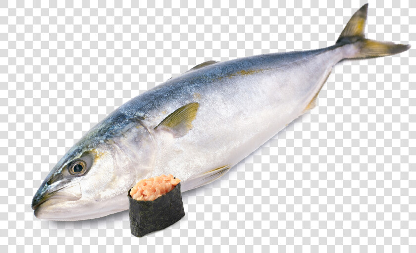 Hamachi Fish  HD Png DownloadTransparent PNG