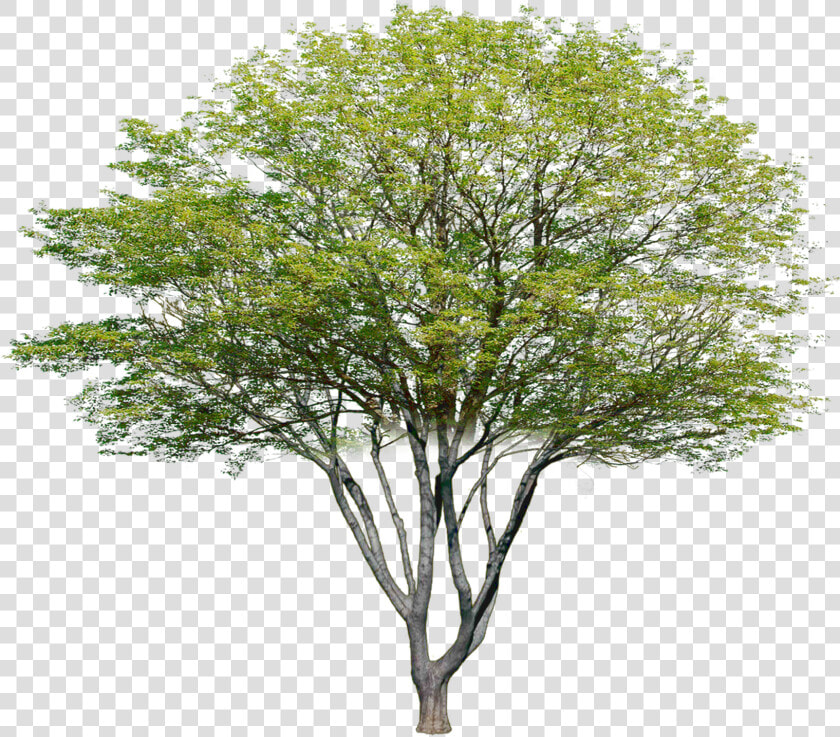 Transparent Photoshop Tree Png   Multi Stem Tree Photoshop  Png DownloadTransparent PNG
