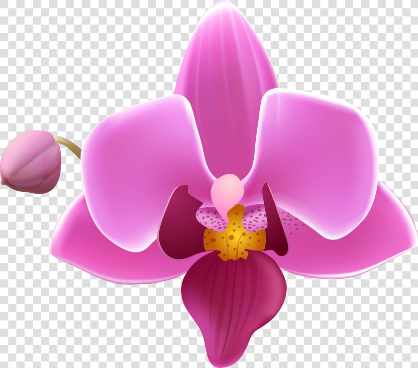 Purple Orchid Png    Orchid Flower Png  Transparent PngTransparent PNG