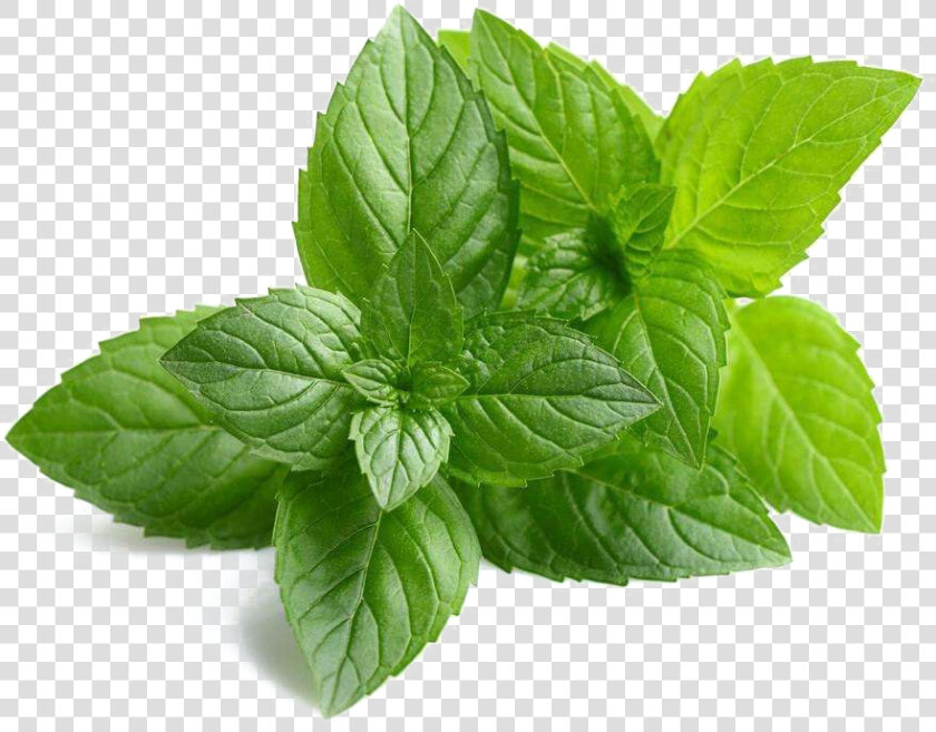 Mint Png Images Hd   Mint Png  Transparent PngTransparent PNG