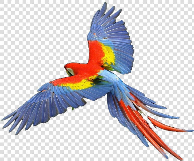 Transparent Hawk Clipart   Scarlet Macaw Png  Png DownloadTransparent PNG