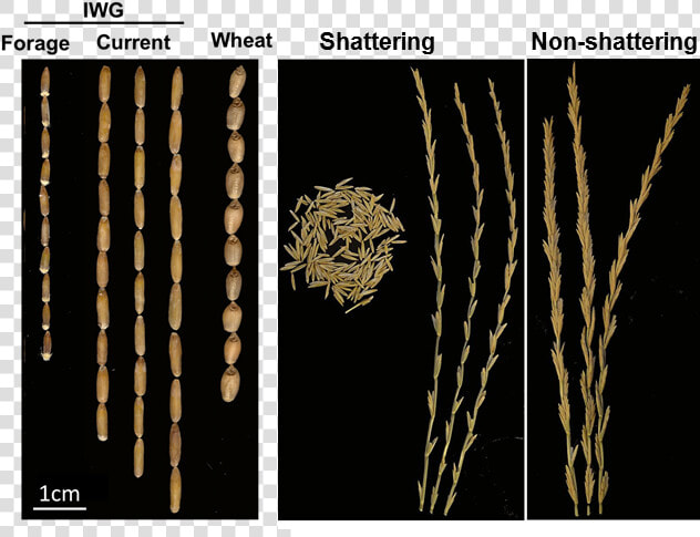 Intermediate Wheatgrass Heads   Intermediate Wheatgrass Vs Wheat  HD Png DownloadTransparent PNG