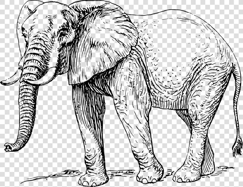 Elephant Animal Mammal Free Photo   Elephant Black And White  HD Png DownloadTransparent PNG