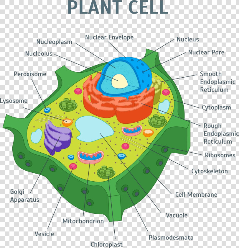 Plant Cell Png   Plant Cell Organelles  Transparent PngTransparent PNG