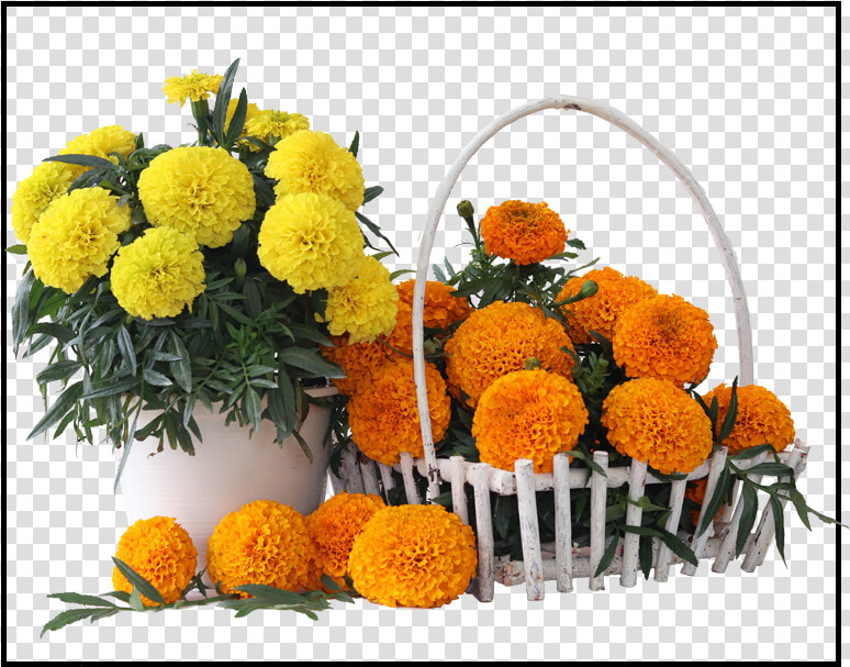English Marigold  HD Png DownloadTransparent PNG