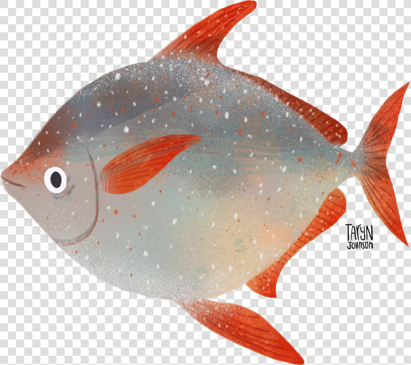 Pomacentridae  HD Png DownloadTransparent PNG