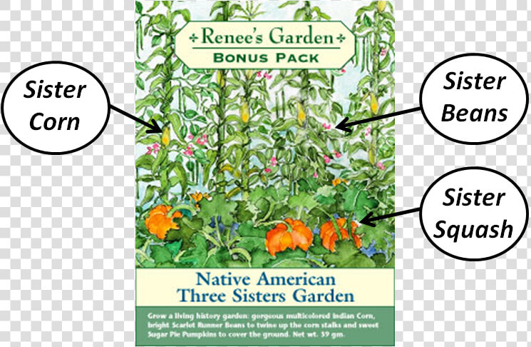 Sisters Garden Native Americans  HD Png DownloadTransparent PNG