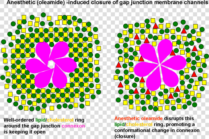 Anesthetic Oleamide induced Closure Of Gap Junction   Gap Junction  HD Png DownloadTransparent PNG