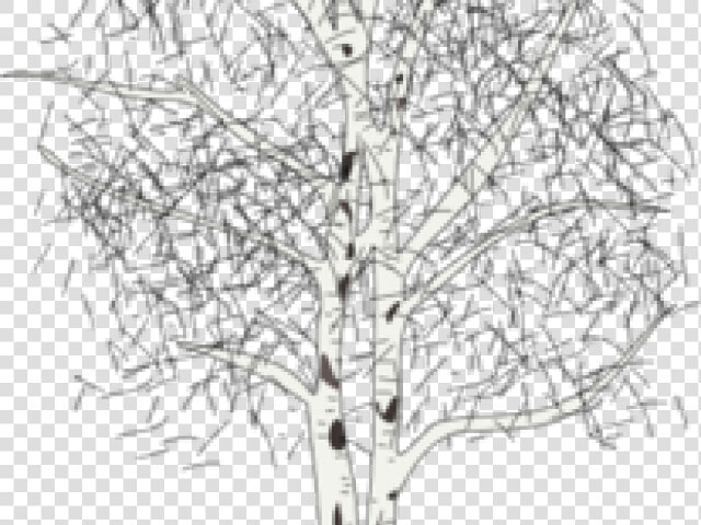 Transparent Birch Tree Clipart   Silver Birch Tree Clipart  HD Png DownloadTransparent PNG