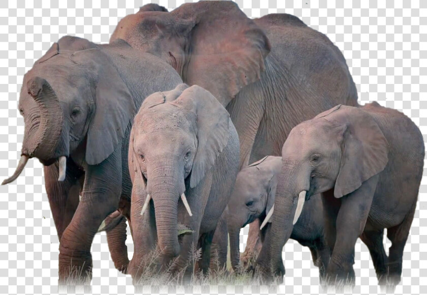 Elephants  Png V  Transparent PngTransparent PNG