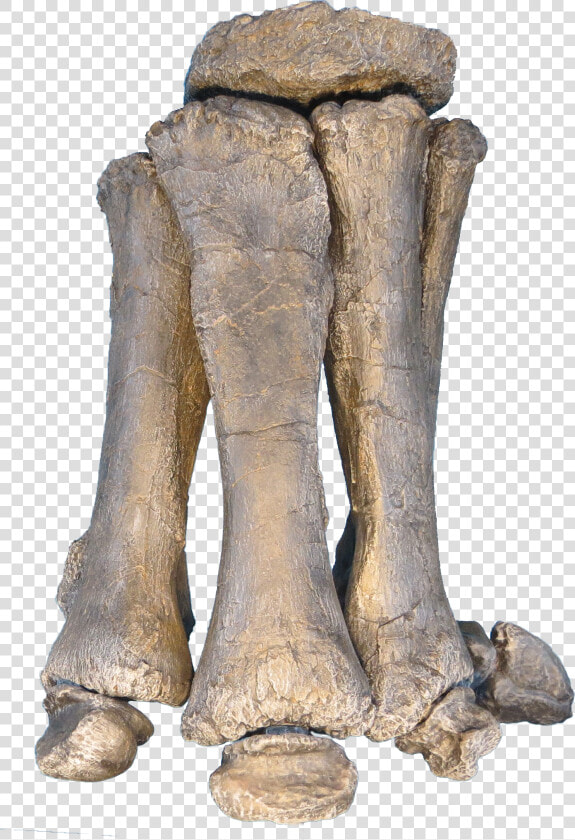 Brachiosaurus Foot  HD Png DownloadTransparent PNG