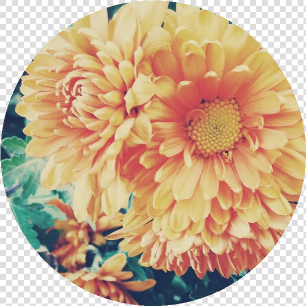 Cosmos Are Bright Delicate  Colorful Flowers   Chrysanthemum  HD Png DownloadTransparent PNG