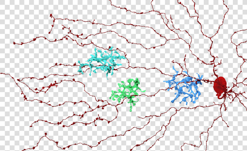 Starburst  Bipolar Cell  Eyewire  Neurons  Nature    Ramificaciones De Las Dendritas  HD Png DownloadTransparent PNG